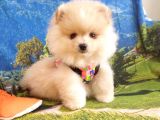 Safkan Pomerani̇an Boo Yavrularimiz