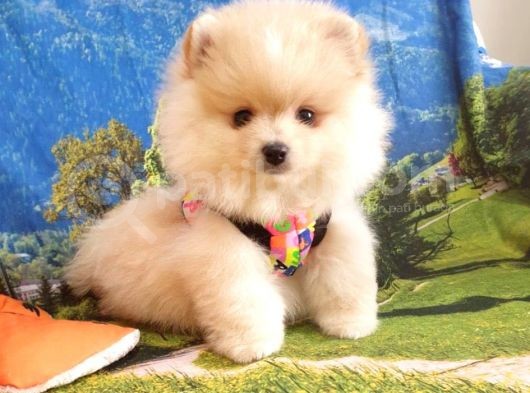 Safkan Pomerani̇an Boo Yavrularimiz görsel