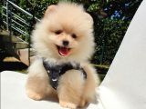 Safkan Pomerani̇an Boo Yavrularimiz