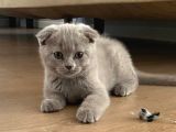 Scottish Fold Dişi Ve Erkek Yavru