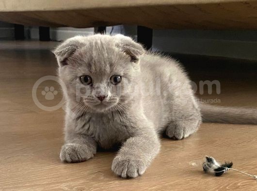 Scottish Fold Dişi Ve Erkek Yavru görsel