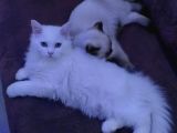 2.5-3 Aylik Erkek British Longhair Yavru
