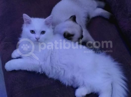 2.5-3 Aylik Erkek British Longhair Yavru görsel