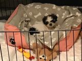 Safkan Shih Tzu