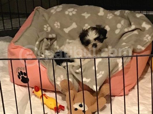 Safkan Shih Tzu görsel