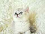 Full Şecereli Silver British Shorthair Ns25