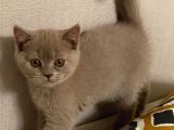 Scottish Fold Dişi Ve Erkek Yavru