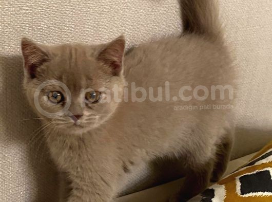 Scottish Fold Dişi Ve Erkek Yavru görsel