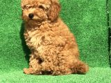 En Güzel Renk Orji̇nal Toy Poodle Di̇şi̇ 