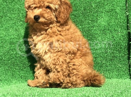 En Güzel Renk Orji̇nal Toy Poodle Di̇şi̇  görsel