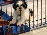 Safkan Shih Tzu