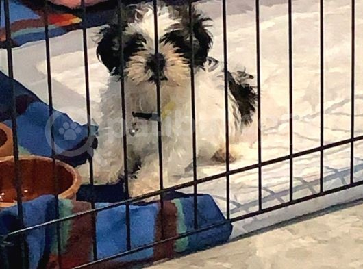 Safkan Shih Tzu görsel