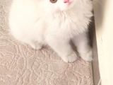 2.5-3 Aylik Erkek British Longhair Yavru