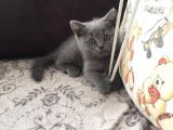 2.5 Aylık British Shorthair Kedi