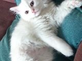 2.5-3 Aylik Erkek British Longhair Yavru