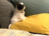 Safkan Shih Tzu