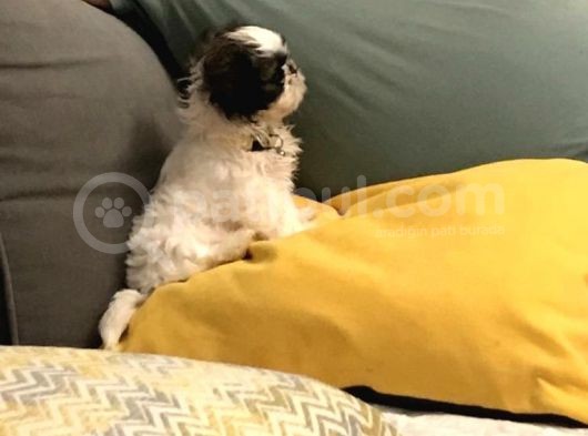 Safkan Shih Tzu görsel