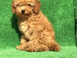 En Güzel Renk Orji̇nal Toy Poodle Di̇şi̇ 