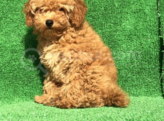 En Güzel Renk Orji̇nal Toy Poodle Di̇şi̇  görsel