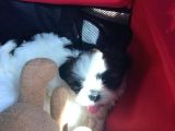 Safkan Shih Tzu