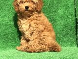EN GÜZEL RENK ORJİNAL TOY POODLE DİŞİ 