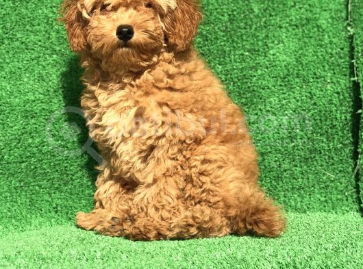 En Güzel Renk Orji̇nal Toy Poodle Di̇şi̇ 