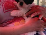 Safkan Shih Tzu