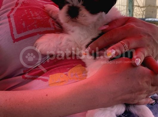 Safkan Shih Tzu