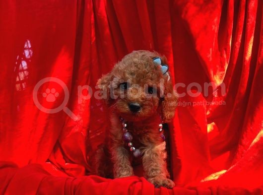 Toy Poodle Bebek Surat Yavrular