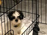 Safkan Shih Tzu