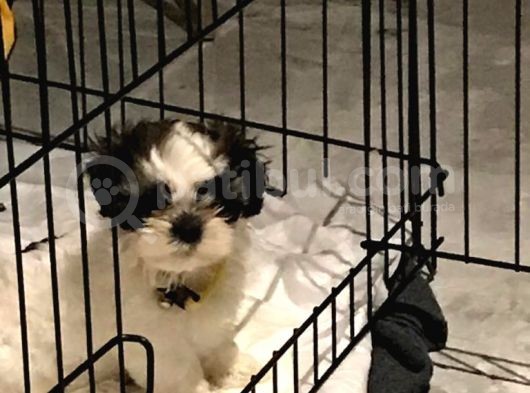Safkan Shih Tzu görsel