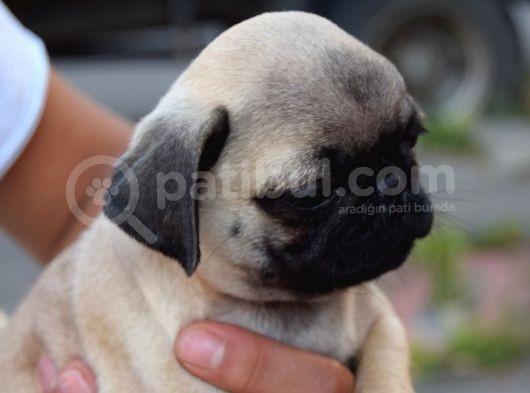 Safkan Orjinal Sağlık Ve Irk Garantili Pugmops görsel