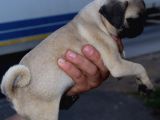 Safkan Orjinal Sağlık Ve Irk Garantili Pugmops