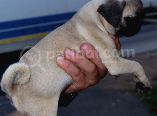 Safkan Orjinal Sağlık Ve Irk Garantili Pugmops