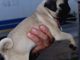 Safkan Orjinal Sağlık Ve Irk Garantili Pugmops