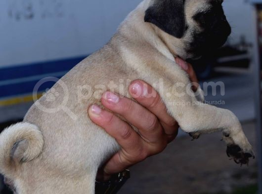 Safkan Orjinal Sağlık Ve Irk Garantili Pugmops görsel