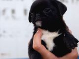 Safkan Orjinal Sağlık Ve Irk Garantili Pugmops