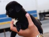 Safkan Orjinal Sağlık Ve Irk Garantili Pugmops