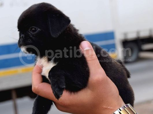 Safkan Orjinal Sağlık Ve Irk Garantili Pugmops görsel