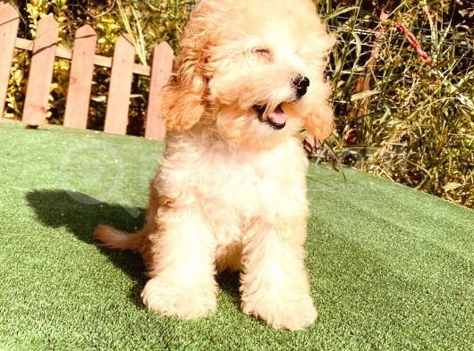 Son Kalan Çok Uygun Di̇şi̇ Toy Poodle Yavrumuz