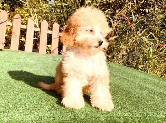 Son Kalan Çok Uygun Di̇şi̇ Toy Poodle Yavrumuz görsel