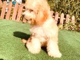 Son Kalan Çok Uygun Di̇şi̇ Toy Poodle Yavrumuz