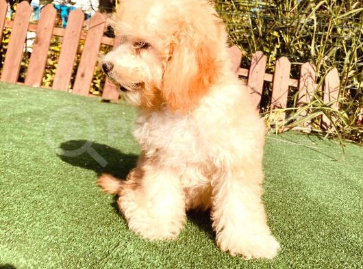 Son Kalan Çok Uygun Di̇şi̇ Toy Poodle Yavrumuz görsel