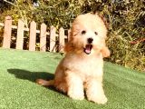 Son Kalan Çok Uygun Di̇şi̇ Toy Poodle Yavrumuz