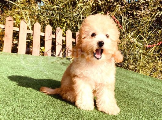 Son Kalan Çok Uygun Di̇şi̇ Toy Poodle Yavrumuz görsel