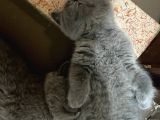 Annemiz British Shorthair Baba Britishlonghair Erkek Kedimiz