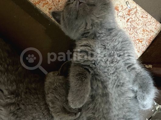 Annemiz British Shorthair Baba Britishlonghair Erkek Kedimiz görsel