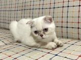 5 Aylık Erkek Scottish Fold