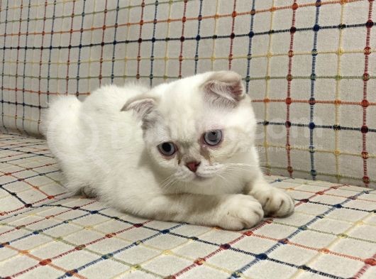 5 Aylık Erkek Scottish Fold görsel