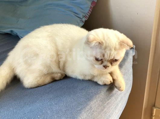 5 Aylık Erkek Scottish Fold görsel